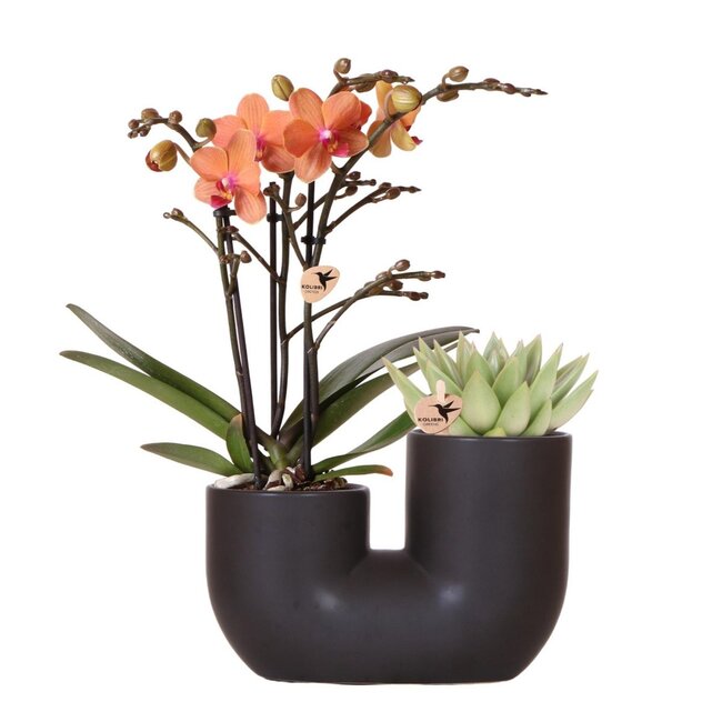 Oranje Orchidee & Succulent - Duo Plantenpot Zwart | Kolibri Orchids