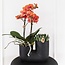 Oranje Orchidee & Succulent - Duo Plantenpot Zwart | Kolibri Orchids