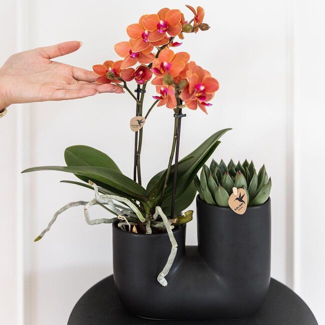 Oranje Orchidee & Succulent - Duo Plantenpot Zwart | Kolibri Orchids