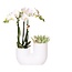 Witte Orchidee & Succulent - Stijlvolle Duo Plantenpot | Kolibri Orchids