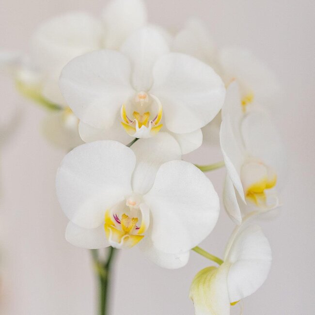 Witte Orchidee & Succulent - Stijlvolle Duo Plantenpot | Kolibri Orchids
