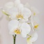Witte Orchidee & Succulent - Stijlvolle Duo Plantenpot | Kolibri Orchids