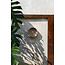 Caribe Wanddecoratie - ø42x6cm - Naturel/Wit - Schelpen/Gras
