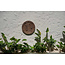 Wanddecoratie Rotan Bruin Rond Jasmine Ø80 cm
