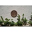 Wanddecoratie Rotan Bruin Rond Jasmine Ø80 cm