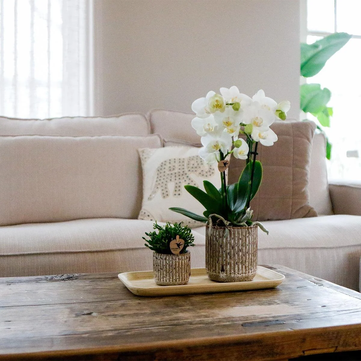 Groene Harmonie in Huis