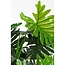 Kunstplant Philodendron Groen - Plantdecoratie