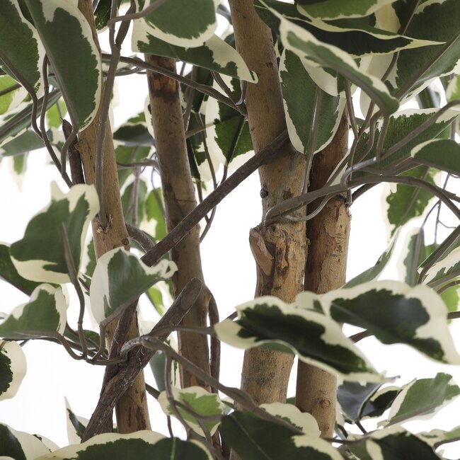 Kunstplant Ficus Groen Bont - Decoratieplant in Pot