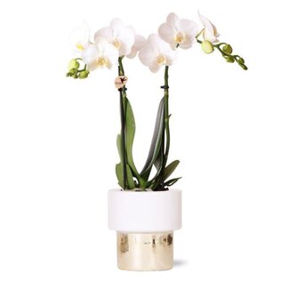 Witte Orchidee Amabilis - Lush Sierpot Goud Wit