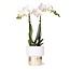 Witte Orchidee Amabilis - Lush Sierpot Goud Wit