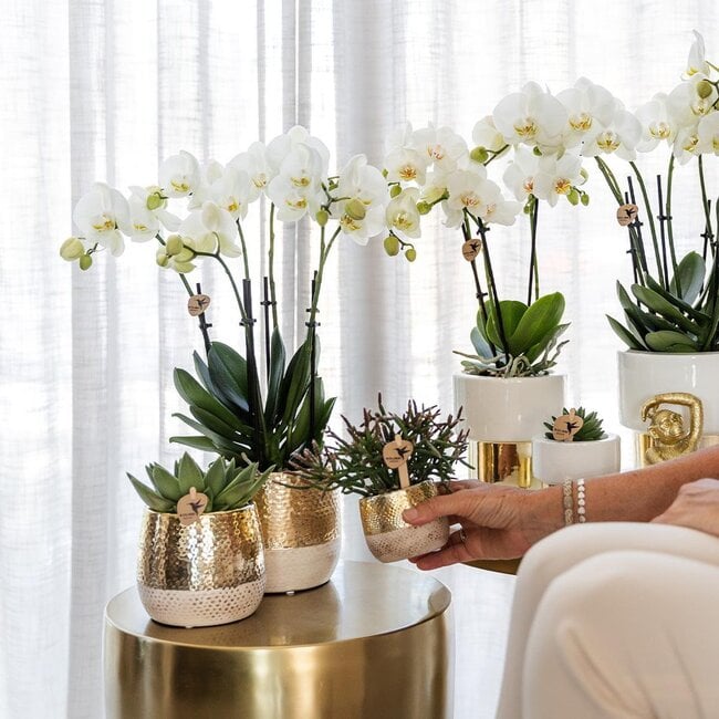 Witte Orchidee Amabilis - Lush Sierpot Goud Wit