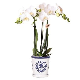 Witte Orchidee Amabilis - Malaga Sierpot Blauw