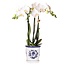 Witte Orchidee Amabilis - Malaga Sierpot Blauw