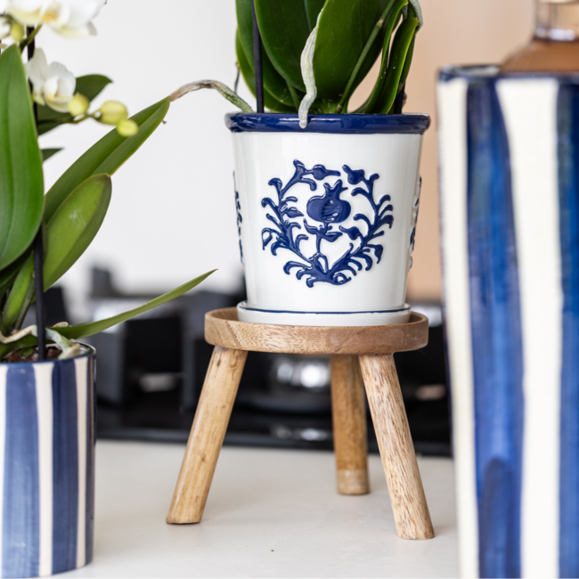 Witte Orchidee Amabilis - Malaga Sierpot Blauw