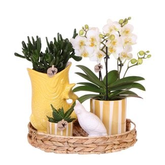 Witte Orchidee Plantenset Mediterranean Sunset