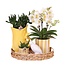 Witte Orchidee Plantenset Mediterranean Sunset - Geel