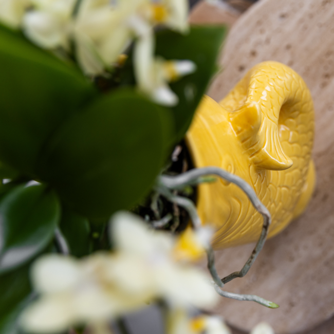 Witte Orchidee Plantenset Mediterranean Sunset - Geel