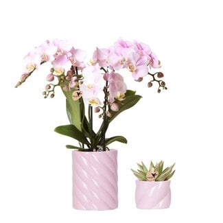Roze Orchidee Plantenset Candy - met Succulent Pot