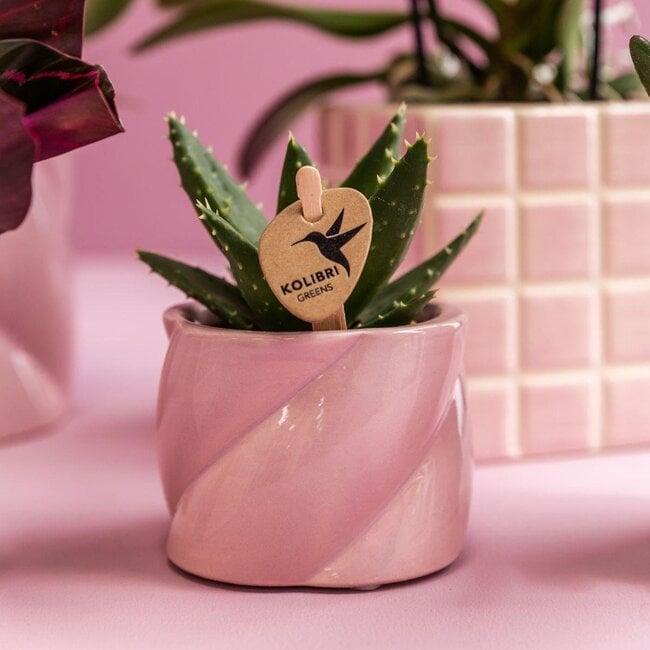Roze Orchidee Plantenset Candy - met Succulent Pot