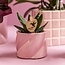 Roze Orchidee Plantenset Candy - met Succulent Pot