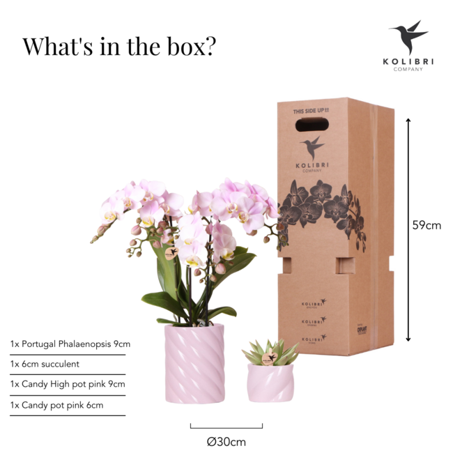 Roze Orchidee Plantenset Candy - met Succulent Pot