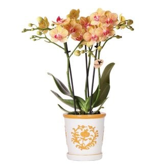 Oranje Orchidee Jamaica Keramieken Malaga Sierpot