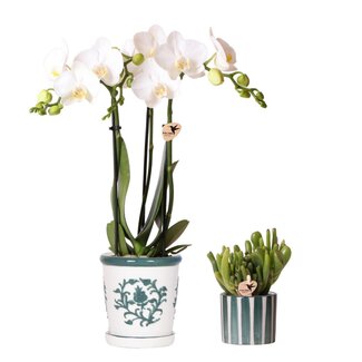 Witte Orchidee Amabilis met Succulent in Pot