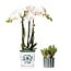 Witte Orchidee Amabilis met Succulent in Groene Pot