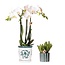 Witte Orchidee Amabilis met Succulent in Pot