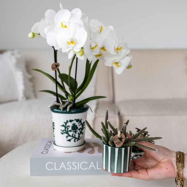 Witte Orchidee Amabilis met Succulent in Groene Pot
