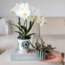 Witte Orchidee Amabilis met Succulent in Groene Pot