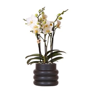 Witte Orchidee in Zwarte Keramieken Sierpot