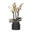 Witte Orchidee in Zwarte Keramieken Sierpot