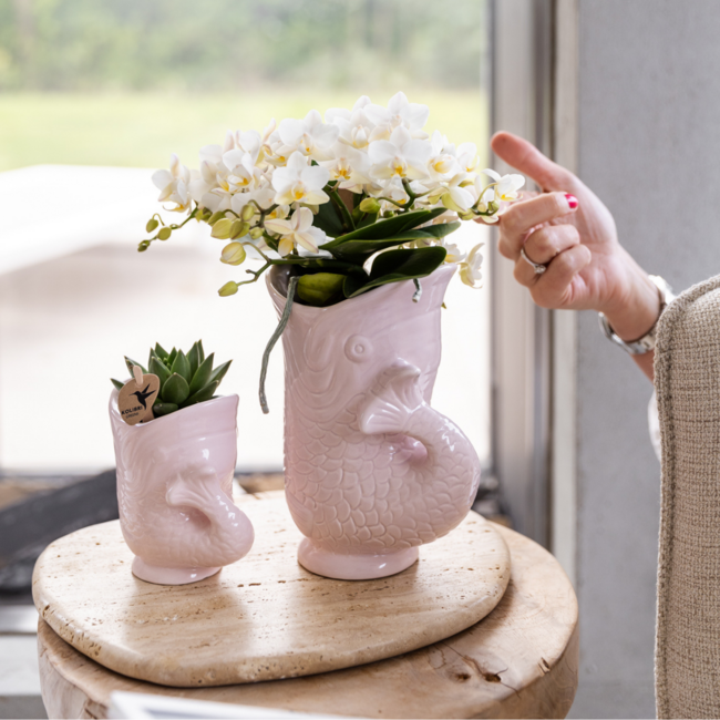 Witte Orchidee in Roze Visvormige Sierpot