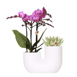 Orchidee Succulent Set van 2 in Witte Sierpot