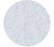 Morning Glory  FP105