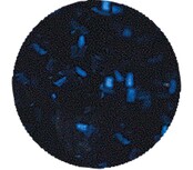 Hollywood Blvd. - Glitter Acrylic