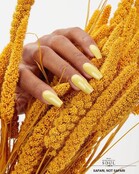 JGP Safari Not Safari 14ml/0.5oz