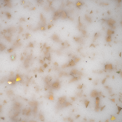 BO Soakable Gel Polish #163 Goldfinch 15ml