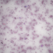 BO Soakable Gel Polish #164 Fairywren 15ml