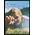 Pays-Bas N.V.P.H. Collection annuelle  -**-, Jaar 2000