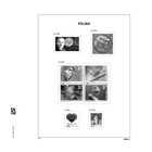 Davo, de luxe, Supplement - Poland - year 2024 ■ per set