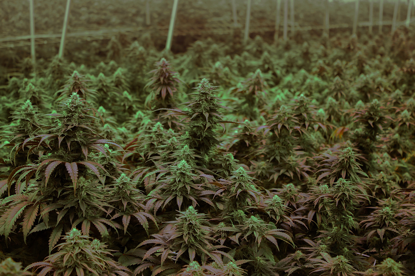 U.S.A. cannabis genetics
