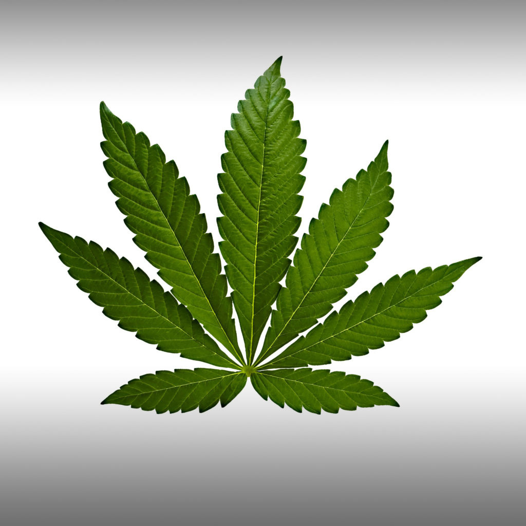 What is an Indica cannabis plant