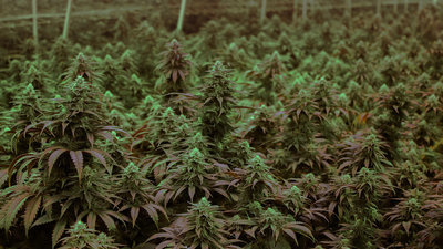 U.S.A. cannabis genetics