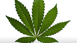 Was ist eine Indica-Cannabispflanze?