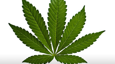 Qu'est-ce qu'une plante de cannabis Indica