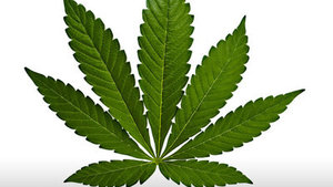 Cos'è una pianta di cannabis Indica Cos'è una pianta di cannabis Indica