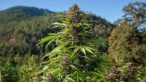WHAT’S SO SPECIAL ABOUT CALI WEED? WHAT’S SO SPECIAL ABOUT CALI WEED?