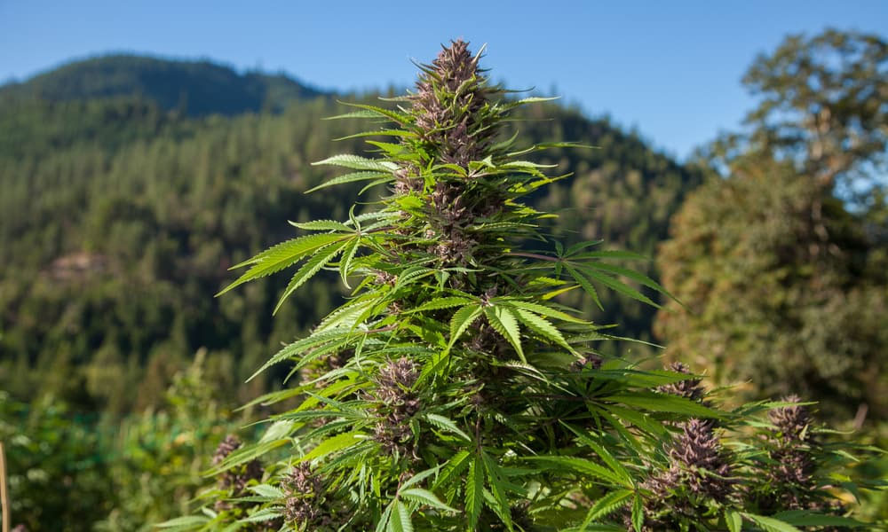 WHAT’S SO SPECIAL ABOUT CALI WEED?